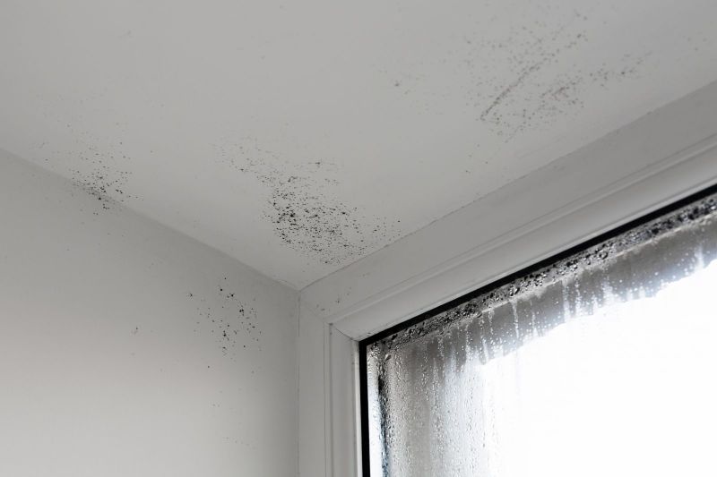 Mold Prevention and Maintenance for Homeowners