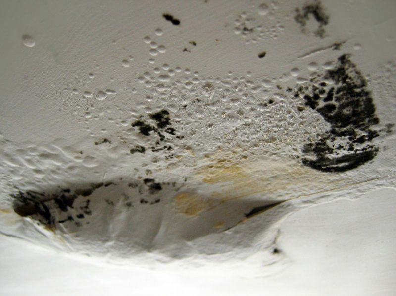 Preventing Mold: Tips and Tricks for a Mold-Free Environment