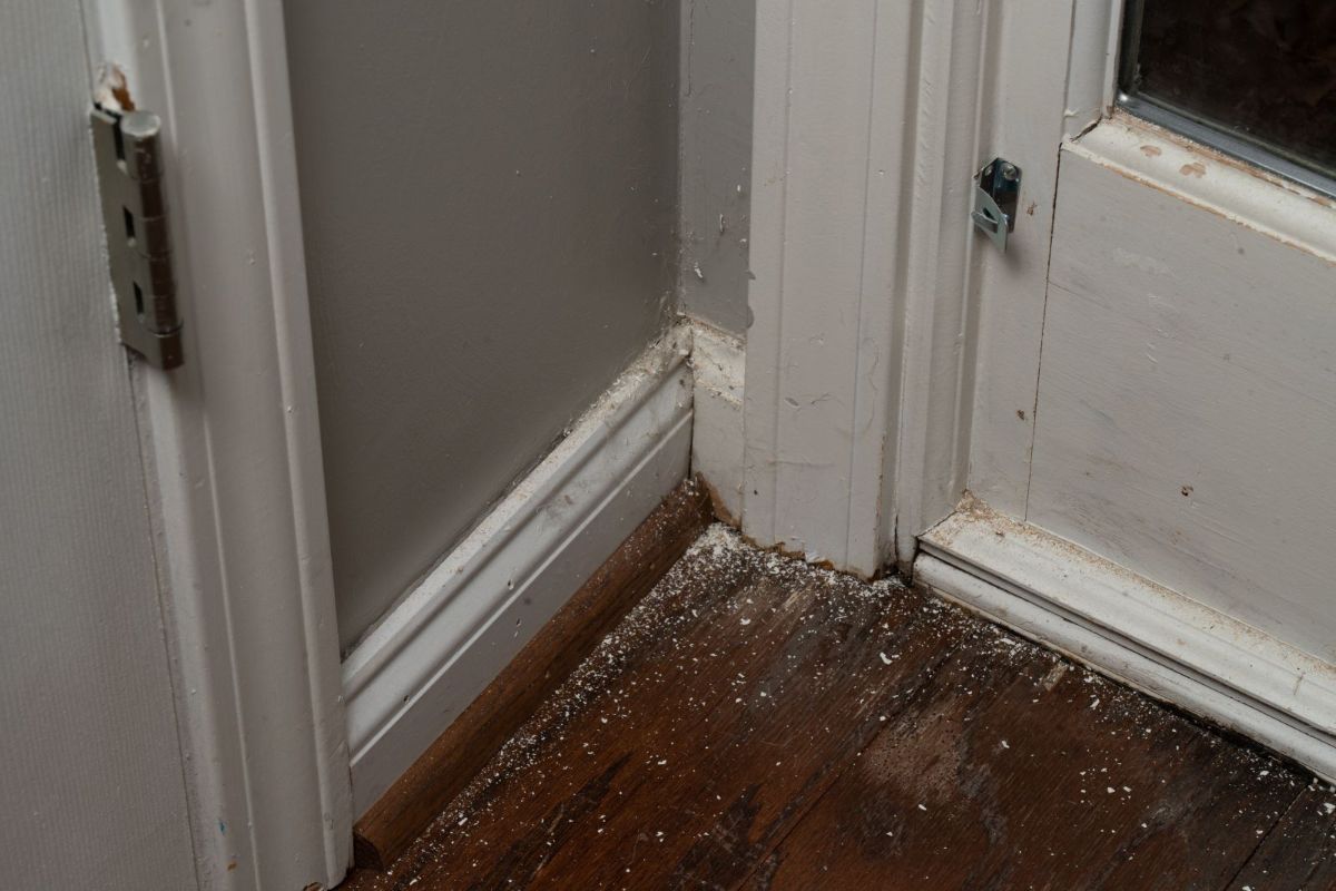 Mold Damage in Rental Properties: Landlord and Tenant Responsibilities