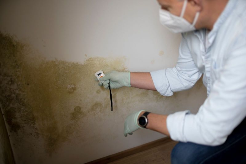 Common Causes of Mold Damage and How to Address Them