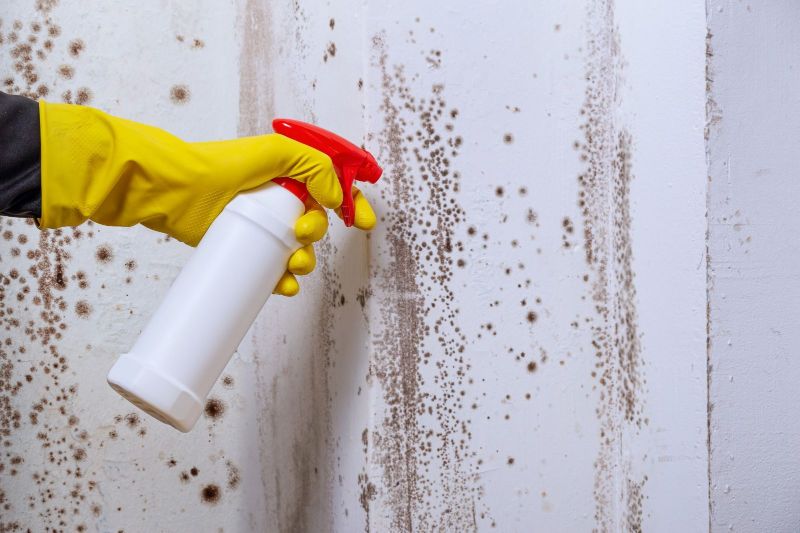 Don't Let Mold Take Hold: Mold Remediation Solutions